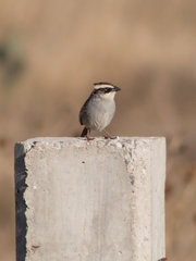 Oriturus superciliosus