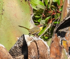 Basileuterus rufifrons