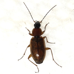 Agonum