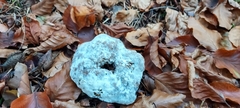 Hypomyces