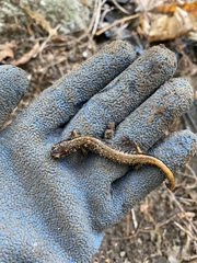 Plethodon vehiculum