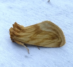 Cirrhophanus triangulifer