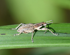 Charagmus gressorius