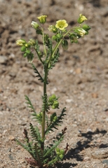 Emmenanthe penduliflora penduliflora