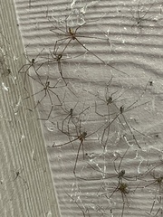 Crossopriza lyoni