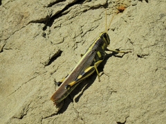 Schistocerca albolineata