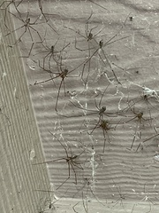 Crossopriza lyoni