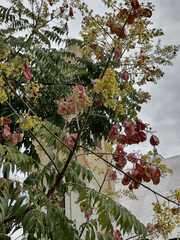 Koelreuteria bipinnata