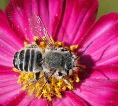 Megachile parallela
