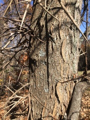 Gleditsia triacanthos