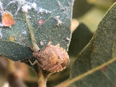 Dendrocoris