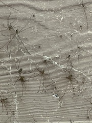 Crossopriza lyoni