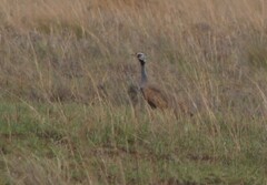 Eupodotis caerulescens