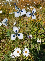 Moraea aristata