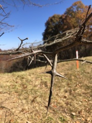 Gleditsia triacanthos