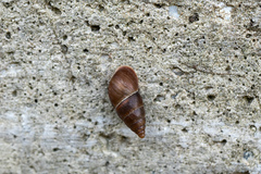 Peristoma rupestre
