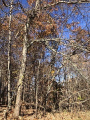 Gleditsia triacanthos