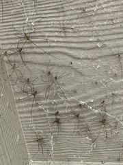 Crossopriza lyoni