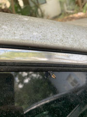 Harmonia axyridis