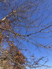 Gleditsia triacanthos