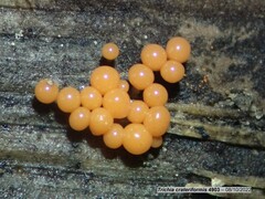 Trichia crateriformis