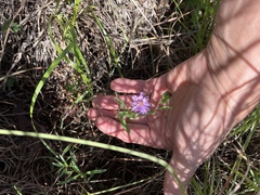 Symphyotrichum oblongifolium