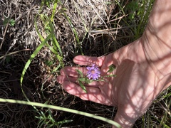 Symphyotrichum oblongifolium