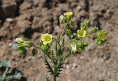 Emmenanthe penduliflora penduliflora