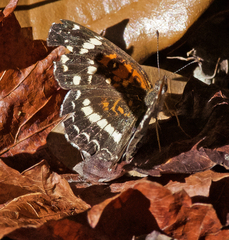 Anthanassa texana seminole