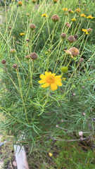 Sidneya tenuifolia