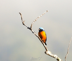 Chlorophonia elegantissima