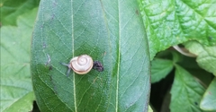 Gastropoda