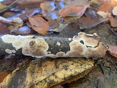 Peniophora albobadia