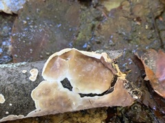 Peniophora albobadia