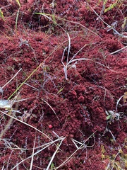 Sphagnum rubellum
