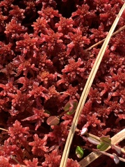 Sphagnum rubellum