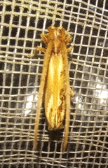Cerambycidae