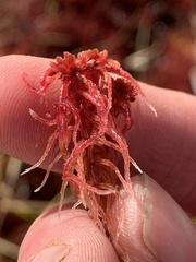 Sphagnum rubellum