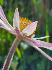 Knowltonia tenuifolia