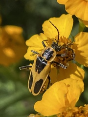 Chauliognathus scutellaris