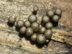 Trichia crateriformis