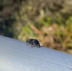 Phidippus audax
