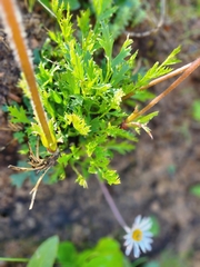 Knowltonia tenuifolia