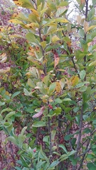 Pourthiaea villosa