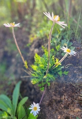 Knowltonia tenuifolia