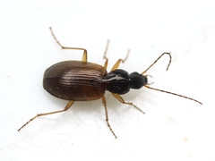 Agonum