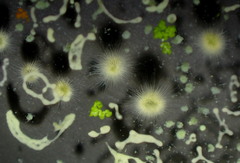 Gloeotrichia echinulata