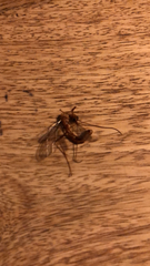 Culex quinquefasciatus