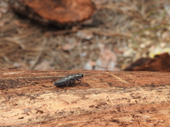 Chalcophora mexicana