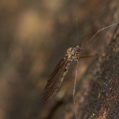 Trichocera